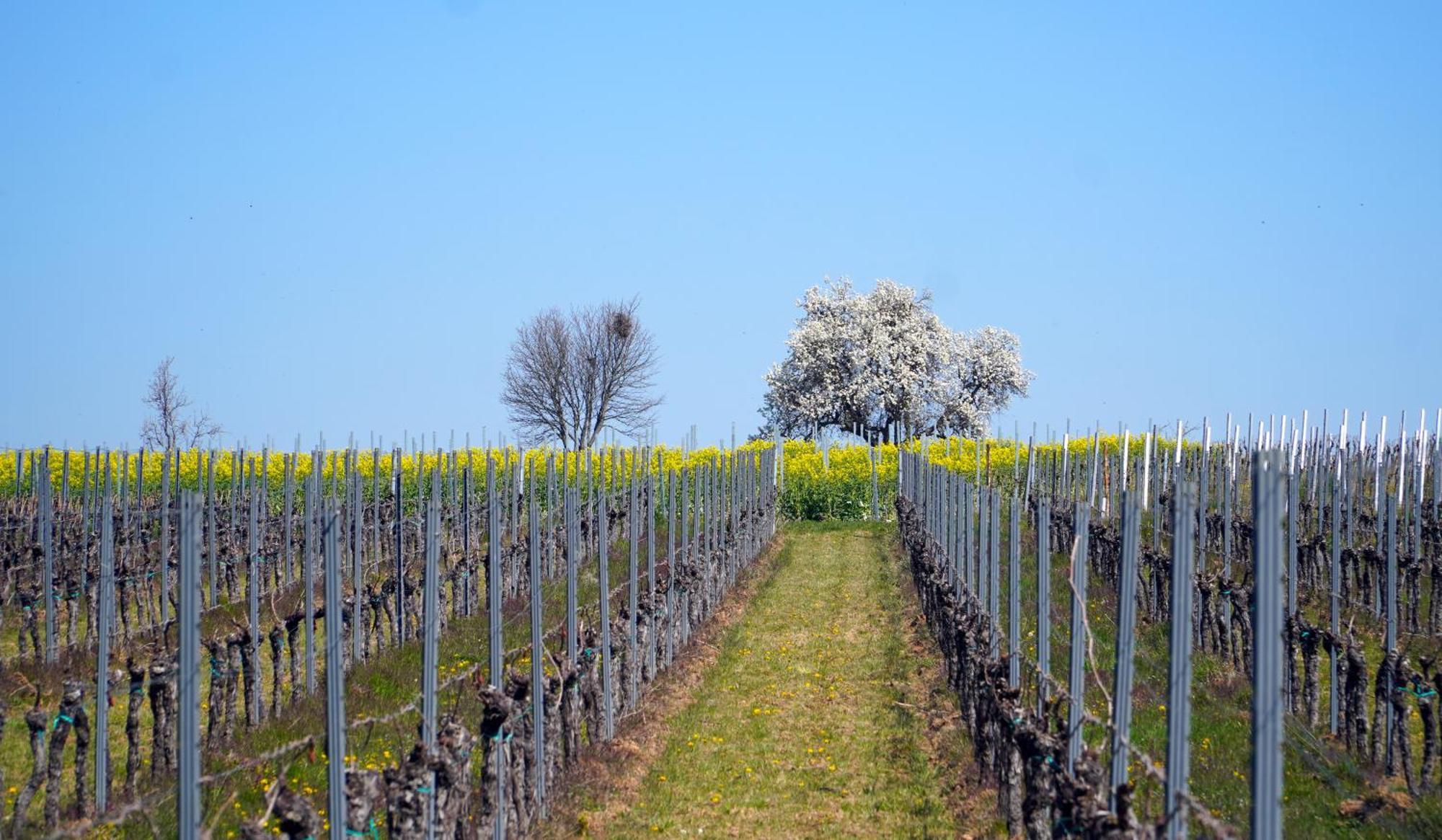Mas Can Calet Aparthotel Les Franqueses del Vallès Exteriér fotografie